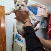 Zutraulicher, junger Kater Mc Eyes, Kater zur Adoption