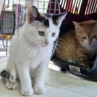 Katzengeschwister Mae und Minima, Kater zur Adoption