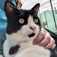 Junger, lebensfroher Kater Lenny, Kater zur Adoption
