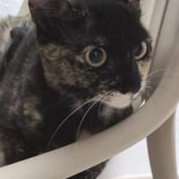 Schüchternes Schildpattmädchen Berta, Katze zur Adoption
