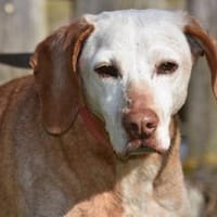 Matti, Hündin zur Adoption