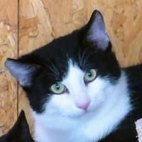 Lovis, Kater zur Adoption
