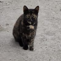 Wunderschöne Bindi sucht ihre Familie, Katze zur Adoption