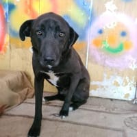 BLACKY ist ruhig und sehr sensibel ♥, Hund zur Adoption