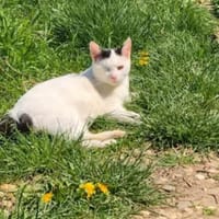 Masha - Priatenmädel sucht ihr Zuhause, Katze zur Adoption