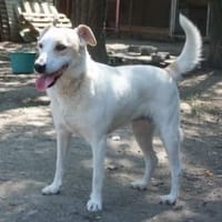 Lucy`s Besitzer sind leider verstorben, Hündin zur Adoption