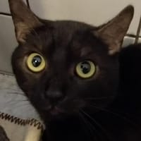 Lancelot, Kater zur Adoption