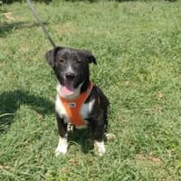 Zauberhafte Zara sucht ein Zuhause, Hündin zur Adoption