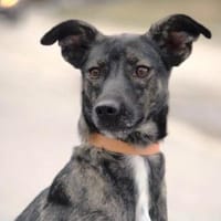 Allegra ist so lebensfroh und sanftmütig, Hündin zur Adoption