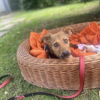 Lia ist in Deutschland, Hündin zur Adoption