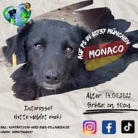 MONACO - sucht sein Spatzerl, Hund zur Adoption