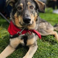 Nui sucht sein Zuhause, Hund zur Adoption