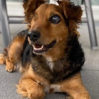 Marinko 💗 wartet in 35444 Biebertal, Hund zur Adoption