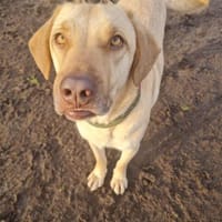 Bounty/Taho, Hund zur Adoption