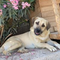 Immer gut gelaunter Xaver/Tumai, Hund zur Adoption