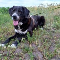 🐾 Nanda  starke Hülle, feines Herz. 🐾, Hündin zur Adoption