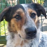 LILLI-hübsche Tricolor-Hündin, 55 cm, Hündin zur Adoption