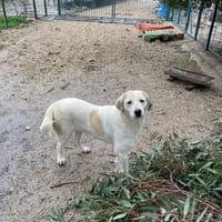 Mendi/Yasu, Hündin zur Adoption