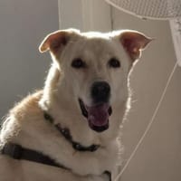 Leyla sucht ihr Zuhause, Hündin zur Adoption