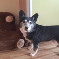 Johnny einfach nur zauberhaft, Hund zur Adoption