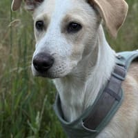 Chop von kettenlos, Hund zur Adoption