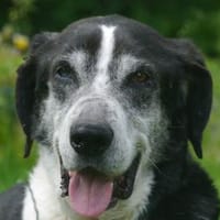 LADI-großer,sanfter Schmuse-Rüde,63 cm, Hund zur Adoption