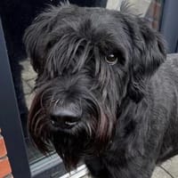 Riesenschnauzer Levi (geb.08/2021), Hund zur Adoption