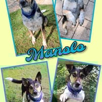 Toller Manolo geht auf Körbchensuche!, Hund zur Adoption
