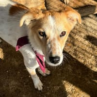 Lebhafte Junghündin Pretty sucht dich, Hündin zur Adoption