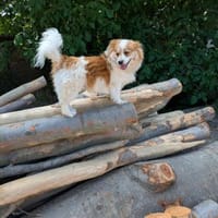 Schmusebacke Toto sucht Endstelle, Hund zur Adoption
