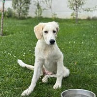 In 86159 auf Pflegestelle: INJA, Hündin zur Adoption