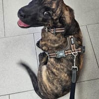 Kleiner Welpe Willy sucht eine Familie, Hund zur Adoption