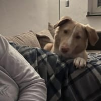 CREAM sucht sicheres ruhiges Zuhause ♥, Hund zur Adoption