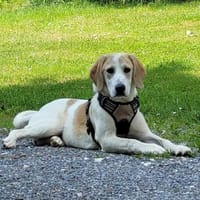 Vangog, Hund zur Adoption