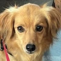Bolota, Mix Dackel / Spaniel, schüchtern, Hündin zur Adoption