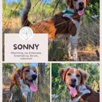 Sonny - freundlicher Rüde mit großem Her, Hund zur Adoption