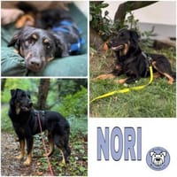 NORI -Lieber, zarter & passiver Rüde-, Hund zur Adoption
