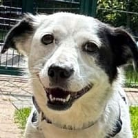 SUNNY-zierliche,freundliche Hündin,34 cm, Hündin zur Adoption