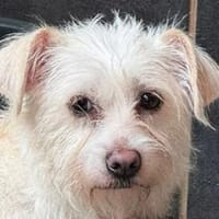 SUSI-zuckersüße Jung-Hündin, 35 cm, Hündin zur Adoption