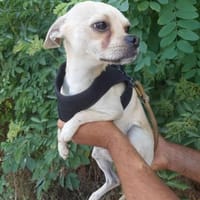 Chihuahuamix-Rüde, 2 Jahre, Hund zur Adoption