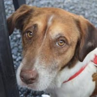 JOSHI-freundlicher, ruhiger Rüde,39 cm, Hund zur Adoption