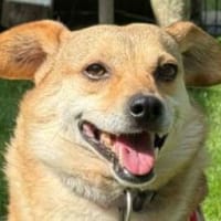 Adele-zurückhaltende, nette Hündin, 41cm, Hündin zur Adoption