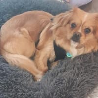 Candy 💗wartet in 37520 Osterode am Harz, Hündin zur Adoption