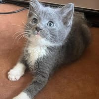 Taamio, Marco, Milan, Nina, Grisu,Silvan, Kater zur Adoption