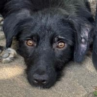 KATINKA-zuckersüße,nette J.-Hündin,46 cm, Hündin zur Adoption