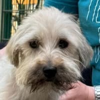 TIKKA-zuckersüße, liebe Hündin, 26 cm, Hündin zur Adoption