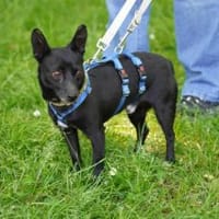 Negrito sucht sein Glück, Hund zur Adoption