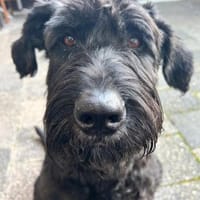 Laika, Riesenschnauzer (geb. 02/2017), Hund zur Adoption