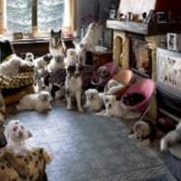 Pflegestellen für Hunde in NRW gesucht, Hund zur Adoption