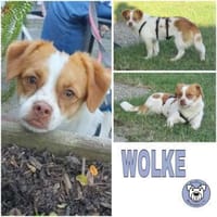 WOLKE -liebe kleine Junghündin-, Hündin zur Adoption